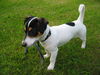 Jack-Russell-Terrier Hund