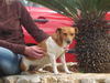 Jack-Russell-Terrier Hund