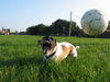 Jack-Russell-Terrier Hund