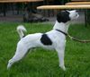 Jack-Russell-Terrier Hund