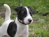 Jack-Russell-Terrier Hund