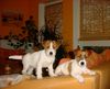 Jack-Russell-Terrier Hund