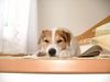 Jack-Russell-Terrier Hund