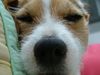 Jack-Russell-Terrier Hund