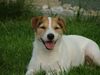 Jack-Russell-Terrier Hund