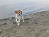 Jack-Russell-Terrier Hund