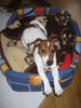 Jack-Russell-Terrier Hund