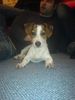 Jack-Russell-Terrier Hund