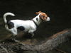 Jack-Russell-Terrier Hund