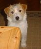 Jack-Russell-Terrier Hund