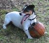 Jack-Russell-Terrier Hund