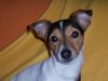 Jack-Russell-Terrier Hund