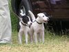 Jack-Russell-Terrier Hund