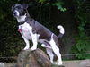 Jack-Russell-Terrier Hund