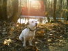 Jack-Russell-Terrier Hund