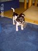 Jack-Russell-Terrier Hund