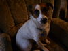 Jack-Russell-Terrier Hund