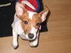 Jack-Russell-Terrier Hund