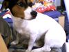 Jack-Russell-Terrier Hund