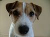 Jack-Russell-Terrier Hund