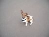 Jack-Russell-Terrier Hund