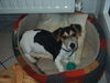 Jack-Russell-Terrier Hund