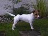 Jack-Russell-Terrier Hund