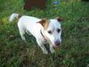 Jack-Russell-Terrier Hund