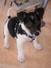 Jack-Russell-Terrier Hund