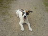 Jack-Russell-Terrier Hund