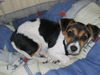 Jack-Russell-Terrier Hund