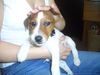 Jack-Russell-Terrier Hund