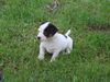 Jack-Russell-Terrier Hund