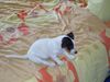 Jack-Russell-Terrier Hund