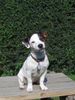 Jack-Russell-Terrier Hund