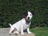 Jack-Russell-Terrier Hund