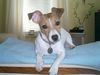 Jack-Russell-Terrier Hund