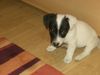 Jack-Russell-Terrier Hund