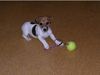 Jack-Russell-Terrier Hund