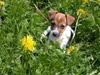 Jack-Russell-Terrier Hund