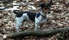 Jack-Russell-Terrier Hund