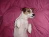 Jack-Russell-Terrier Hund