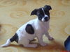 Jack-Russell-Terrier Hund