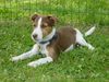 Jack-Russell-Terrier Hund