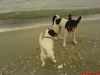 Jack-Russell-Terrier Hund