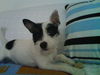 Jack-Russell-Terrier Hund