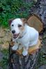 Jack-Russell-Terrier Hund