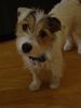 Jack-Russell-Terrier Hund