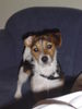 Jack-Russell-Terrier Hund