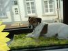 Jack-Russell-Terrier Hund